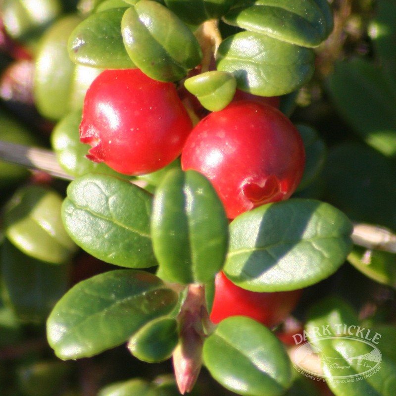 Close-up of fresh partridgeberries with green leaves