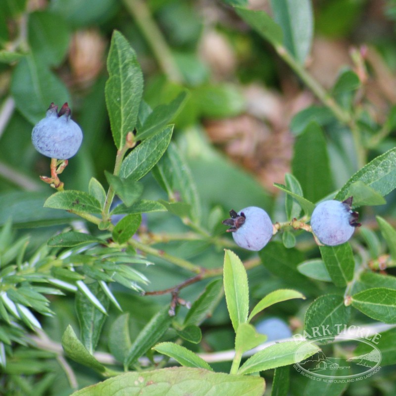 Close-up of ripe wild blueberries on a bush in Newfoundland.